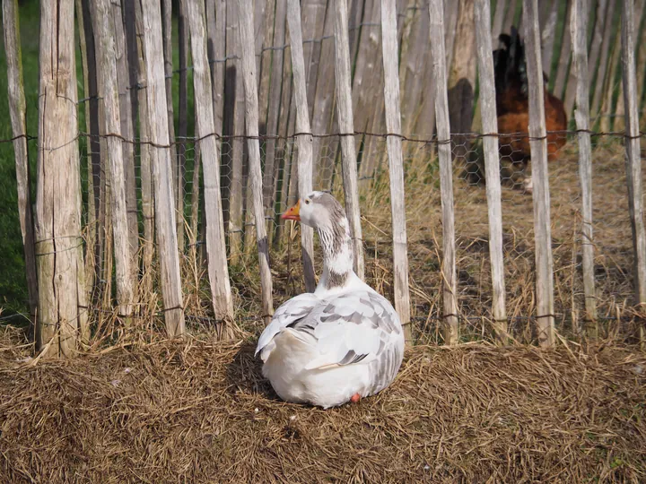 Lens Polder Petting zoo in Newport (Belgium)